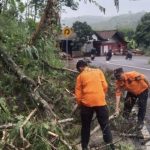 Tutup Separuh Akses Jalan, BPBD Bondowoso Evakuasi Pohon Tumbang di Kecamatan Wringin