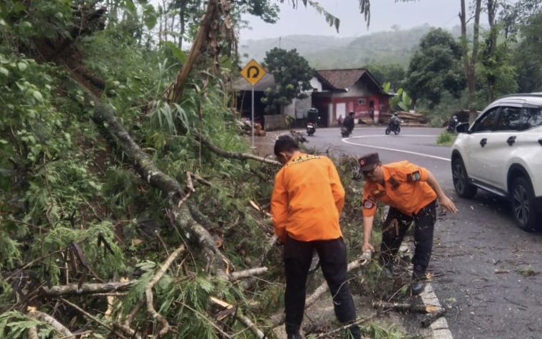 Tutup Separuh Akses Jalan, BPBD Bondowoso Evakuasi Pohon Tumbang di Kecamatan Wringin