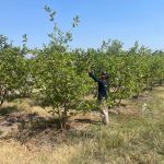 Inspiratif, Petani di Lamongan Membuat Wisata Petik Buah Jambu di Awangan