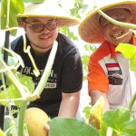 Mas Dhito Petik Melon di Greenhouse Kandat, Bukti Komitmen Pada Petani