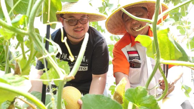 Mas Dhito Petik Melon di Greenhouse Kandat, Bukti Komitmen Pada Petani