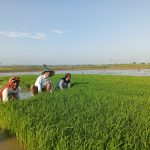 Pemkab Lamongan Dorong Petani Tanam Padi Lebih Awal