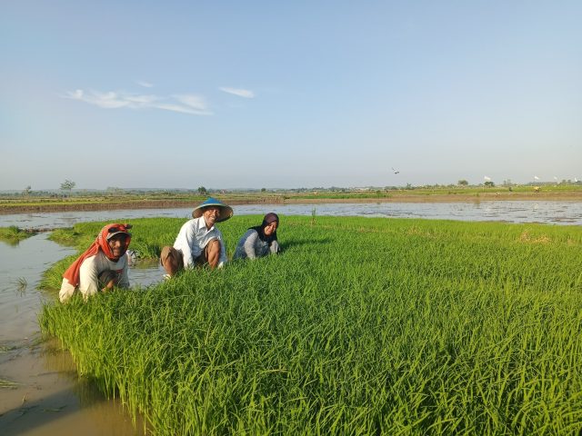 Pemkab Lamongan Dorong Petani Tanam Padi Lebih Awal