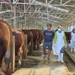 Kabupaten Kediri Surplus 2.138 Ton Daging Sapi, Stok Daging Sapi Tersedia 3.250 Ton