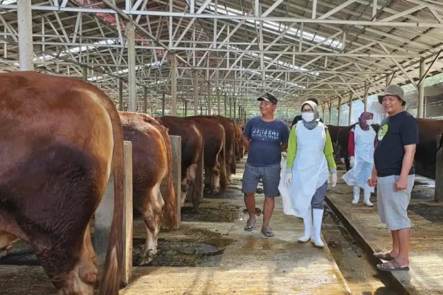 Kabupaten Kediri Surplus 2.138 Ton Daging Sapi, Stok Daging Sapi Tersedia 3.250 Ton