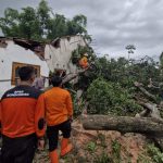 Hujan Deras Disertai Angin Kencang, 13 Rumah di Bondowoso Rusak Tertimpa Pohon Tumbang 