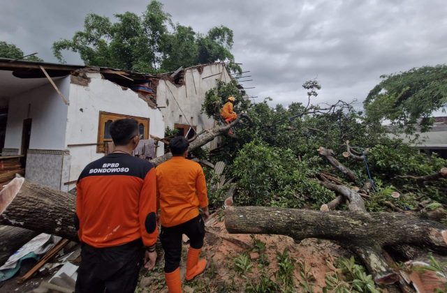 Hujan Deras Disertai Angin Kencang, 13 Rumah di Bondowoso Rusak Tertimpa Pohon Tumbang 