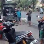 Kepergok Curi Kambing, Pelaku Asal Asembagus Situbondo Bunyek