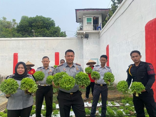 Dukung Program Ketahanan Pangan Nasional, WBP Rutan Situbondo Tanam Selada 