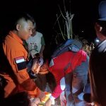 Pencari Madu Hutan di Situbondo Disengat Tawon Tewas Terjatuh dari Pohon