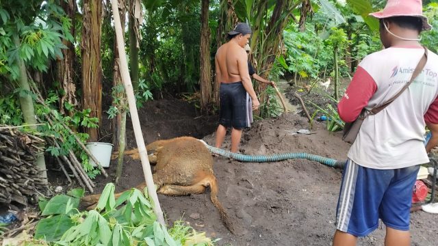 Anggota DPRD Jember Minta Status KLB Guna Tanggulangi Virus PMK