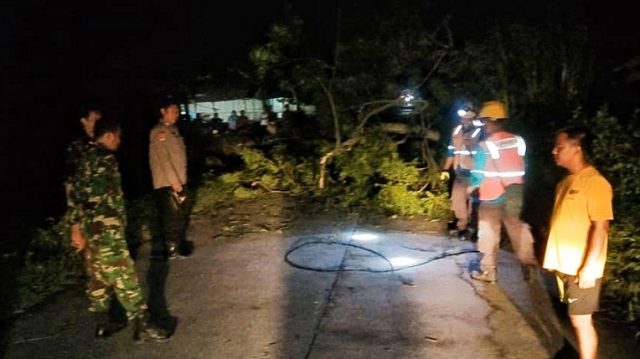 Tertimpa Pohon Tumbang, Pemotor di Lamongan Terluka