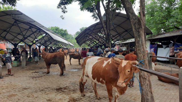 Harga Sapi Layak Potong di Situbondo Naik Jelang Lebaran
