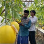 Wisata Petik Buah Melon di Lamongan Jadi Daya Tarik Selama Ramadan