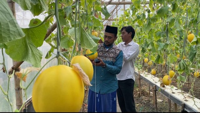 Wisata Petik Buah Melon di Lamongan Jadi Daya Tarik Selama Ramadan