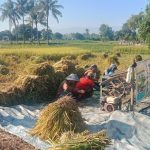 Harga Gabah di Bawah HPP, Petani Situbondo Resah