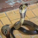 Ada Sarang Ular Kobra Dalam Rumah, Begini Tandanya