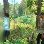 Lansia Pikun di Jombang Ditemukan Meninggal Gantung Diri di Hutan