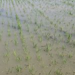 Diterjang Banjir, Puluhan Hektar Lahan Padi di Lamongan Terancam Gagal Panen