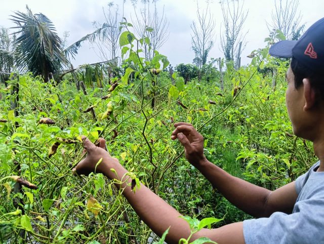 Curah Hujan Tinggi, Begini Derita Petani Cabai di Jombang