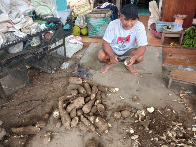 Harga Jual Singkong Turun Drastis, Petani di Jombang Lesu