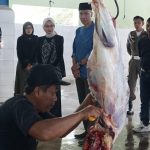 Wali Kota Kediri Tinjau RPH Pojok, Pastikan Penyembelihan Kurban Sesuai Prosedur