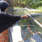 Musim Bediding, Pembudidaya Ikan Koi di Jombang Waspadai Dampak Cuaca Ekstrem