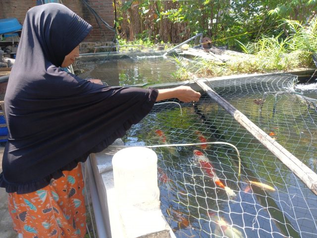 Musim Bediding, Pembudidaya Ikan Koi di Jombang Waspadai Dampak Cuaca Ekstrem