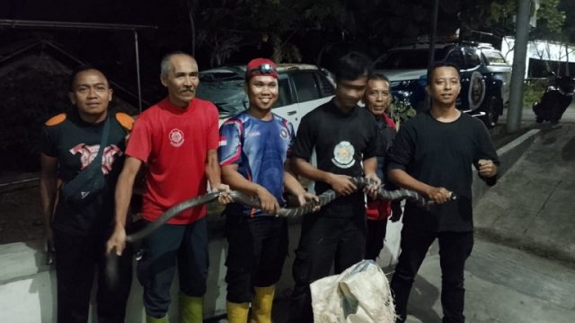 Ular King Kobra 3 Meter di Situbondo Berhasil Dievakuasi dari Rumah