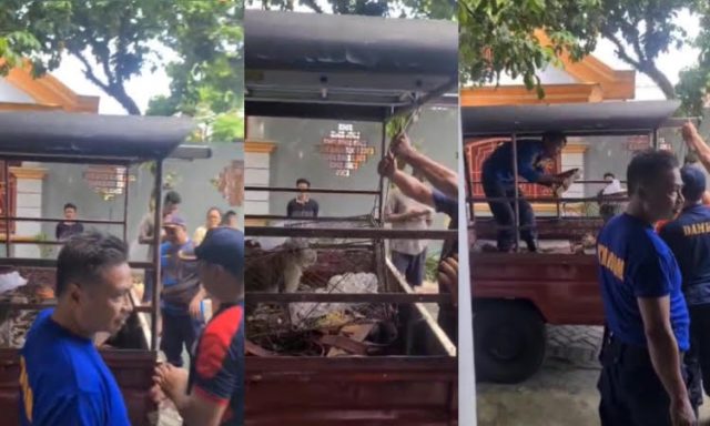 Monyet Liar Serang Rumah Kos di Jember, Makan Kura-kura Peliharaan dan Curi Buah