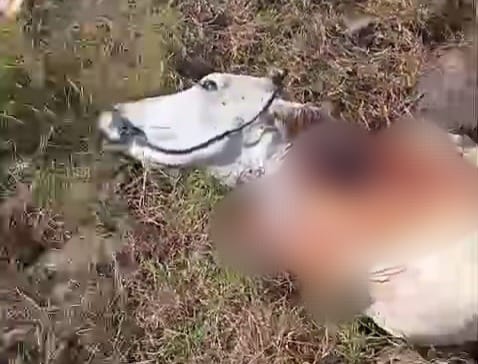 Pencurian Sapi dengan Cara Dijagal Kembali Marak di Kawasan TN Baluran Situbondo