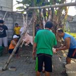 10 Kambing Disembelih, Seekor Kabur Jadi Hiburan Warga di Sambong Santren Jombang