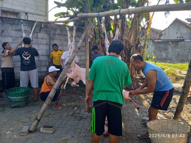 10 Kambing Disembelih, Seekor Kabur Jadi Hiburan Warga di Sambong Santren Jombang