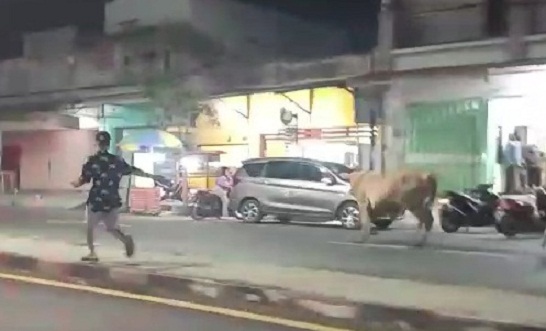 Hendak Dipotong, Seekor Sapi Kurban Ngamuk dan Kabur ke Jalur Pantura Situbondo 
