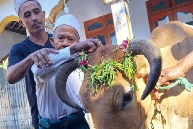 Melihat Uniknya Tradisi Kurban Suku Osing Banyuwangi, Saat Idul Adha