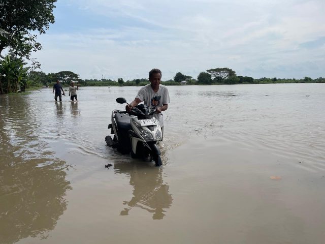 Gagal Panen Akibat Banjir, Petani di Sumobito Jombang Merugi Puluhan Juta