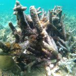 Sekitar 10 Hektar Terumbu Karang di Wisata Bahari Pasir Putih Situbondo Rusak 