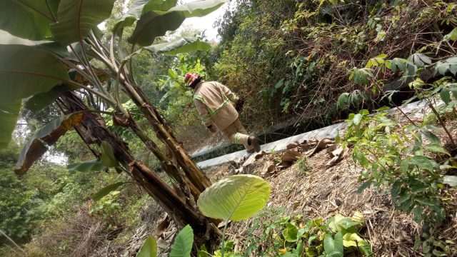 Waspada! Monyet Liar Masih Berkeliaran di Desa Jombatan Jombang, Jumlahnya Lebih dari Satu