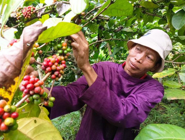 Panen Melimpah, Petani Wonosalam Jombang Raup 3 Ton Kopi dari 1 Hektar Lahan