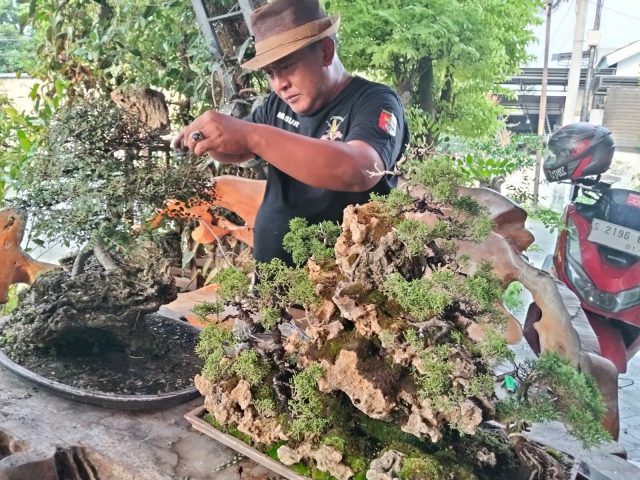 Bonsai Bukan Sekadar Hobi, Pria di Jombang Buktikan Jadi Ladang Prestasi dan Ekonomi