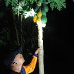 Darurat! Serangan Monyet Liar Kembali Terjadi di Jombang, Dua Warga Alami Luka Serius