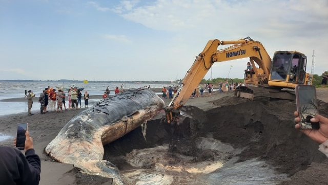 Bangkai Paus Sperma Sepanjang 20 Meter di Situbondo, Dikubur di Bibir Pantai