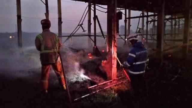 Diduga Akibat Korsleting, Kebakaran Kandang Ayam di Jombang Ludeskan Ribuan DOC