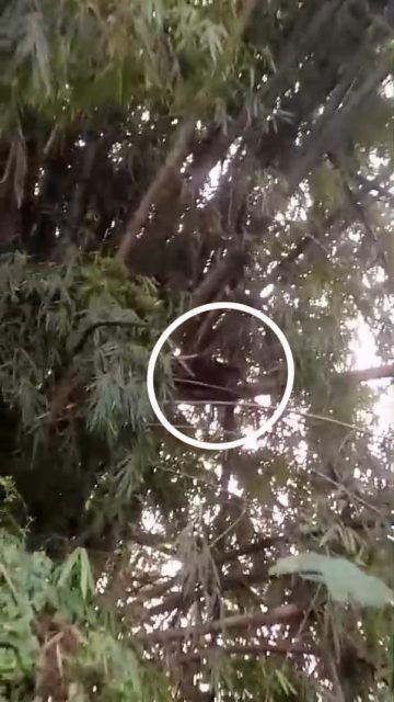 Sniper Warga Lumpuhkan Satu Monyet Liar di Kesamben