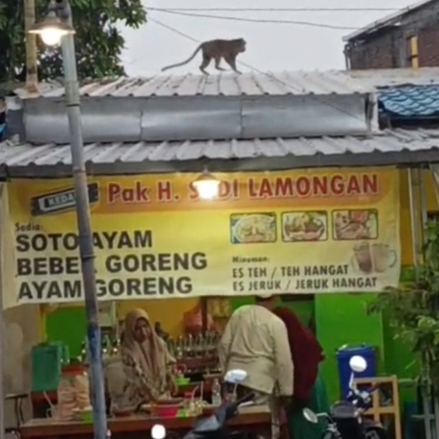 Seekor Monyet Liar Berkeliaran di Jantung Kota Lamongan, Meresahkan Warga