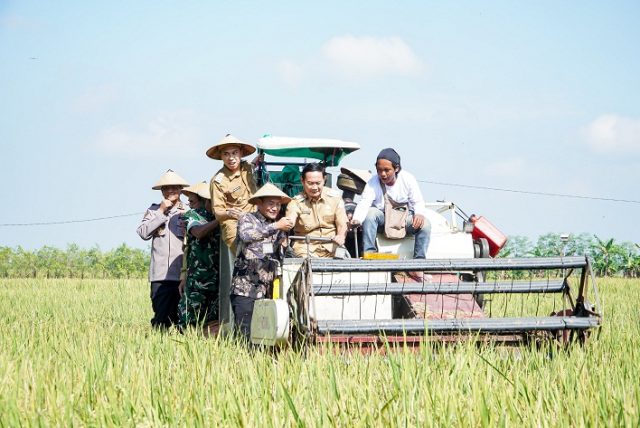 Panen Raya Lamongan Cetak Rekor, Harga Gabah Tembus Rp 7.300 per Kg