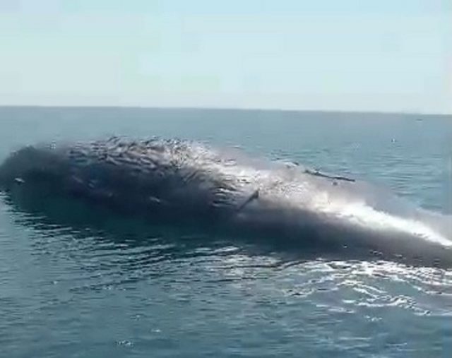 Paus Sepanjang 20 Meter, Ditemukan Mati Terdampar di Perairan Situbondo