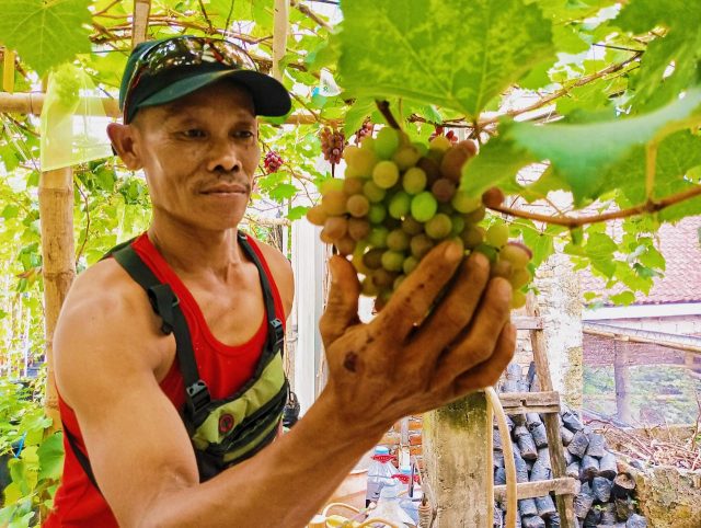 Dari Hobi Jadi Cuan, Petani Anggur Jombang Sukses Panen di Pekarangan Rumah