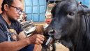 Kisah Sapi Unik di Mojokerto, Punya Hobi Minum Kopi dan Nonton TV di Pos Ronda