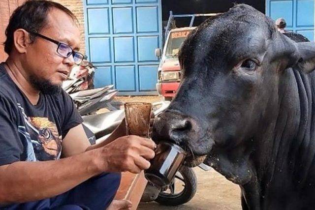 Kisah Sapi Unik di Mojokerto, Punya Hobi Minum Kopi dan Nonton TV di Pos Ronda